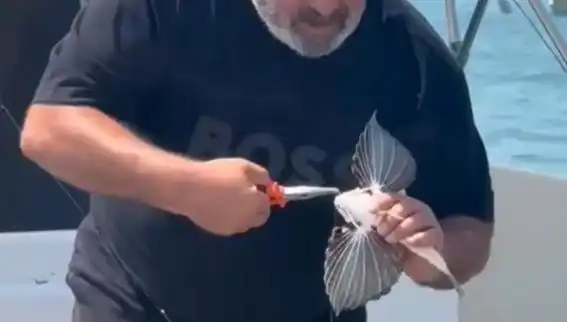 Saros Koyu'nda Nadir Görülen Kırlangıç Balığı Keşfedildi!