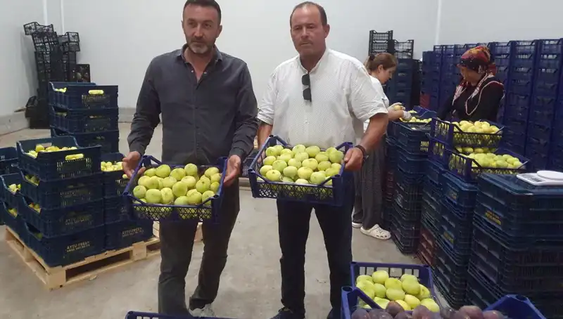 Mersinli Çiftçilerin Yüzünü Güldüren İhraç: Domates Tanesi 20 TL!