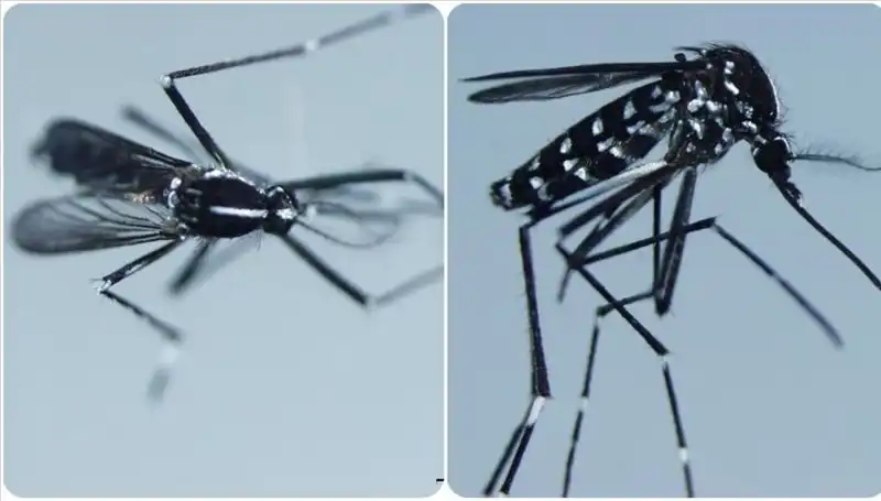 Chikungunya Virüsü Hakkında Bilmeniz Gerekenler ve Görüldüğü Ülkeler