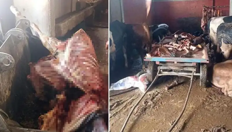 Adana'da Şok: 2,5 Ton At Eti Ele Geçirildi ve Hayvanlar Kurtarıldı!