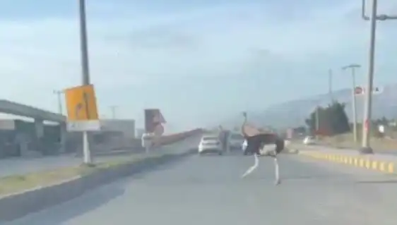 Trafikte Deve Kuşu Görülmesi Sürücüler Arasında Şaşkınlık Yarattı