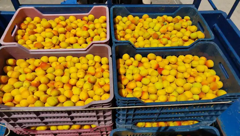 İlk Hasat Heyecanı: Çiftçiden 500 TL’ye Satılan Yeni Ürün