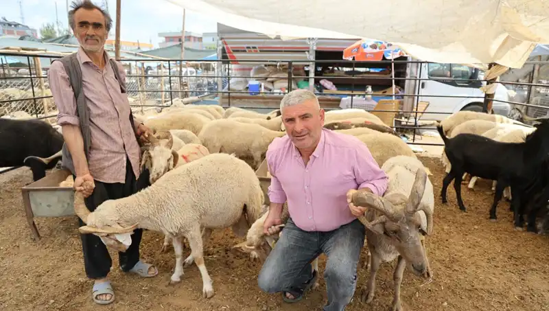 Kurban Pazarının Yıldızı: Nadir 4 Boynuzlu Koçlar Alıcılarını Bekliyor