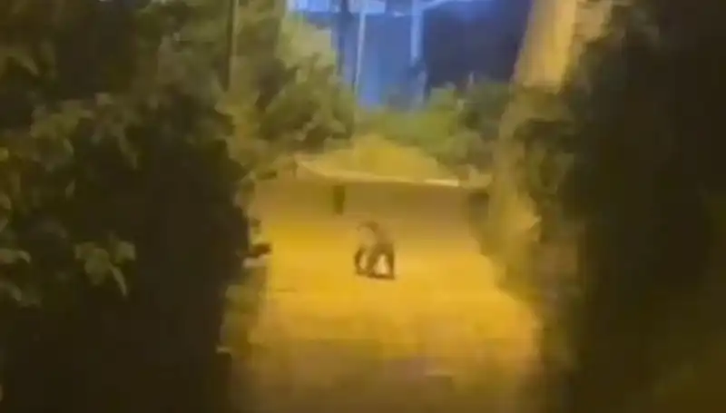 Gümüşhane’de Şehir Merkezine İnen Ayı, Vatandaşları Korkuttu