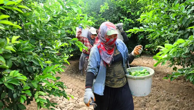 Markette Kilosu 150 Lirayı Geçen Gıda Ürünlerine Umut Veren Hasat!