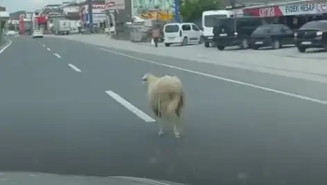 Yalova’da Kaçan Kurbanlık Hayvanlar, Trafik Kaosuna Neden Oldu!