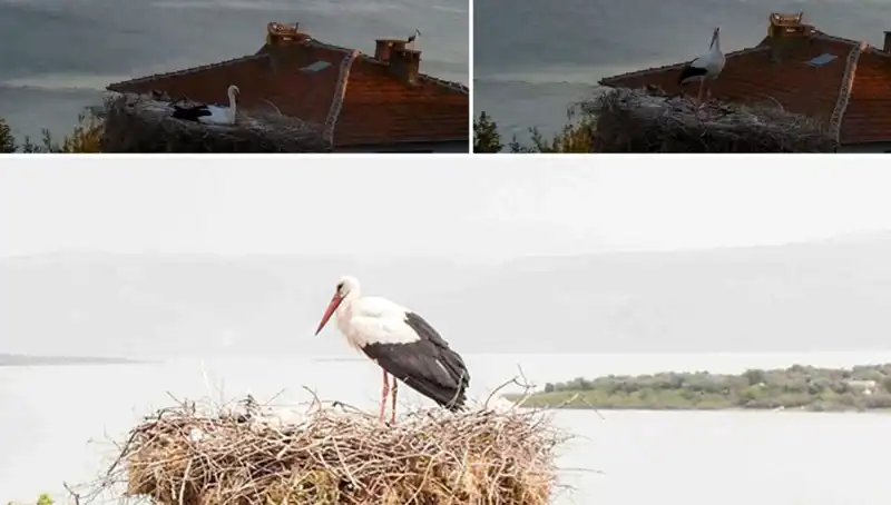 Leylek Yaren, Depremi Önceden Hissetti! Doğa Harikaları ve Gizemler