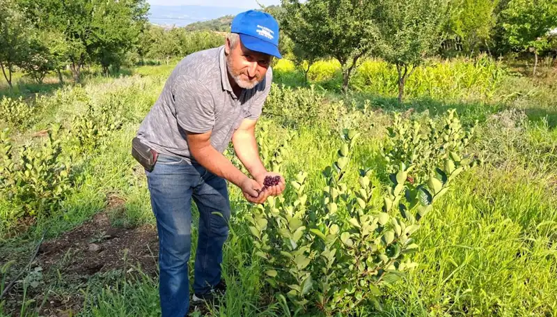 3 Yıl Önce Ekilen Fide Bu Yıl İlk Meyvelerini Verdi, Kilosu 200 Lira!