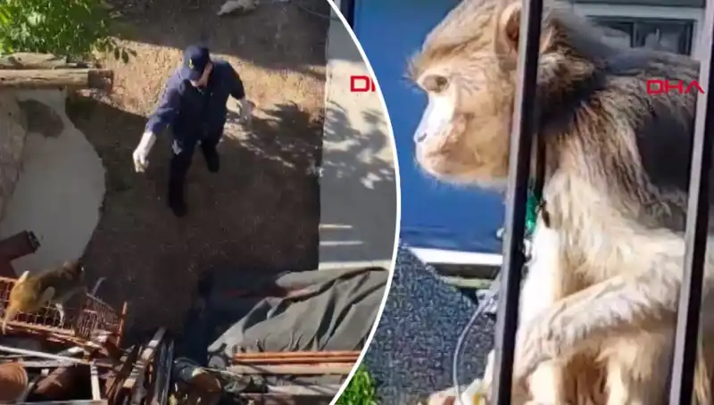 Muğla'da Eğlenceli Maymun Kovalamacası: Mahalleli Kahkahalarla Peşinde!
