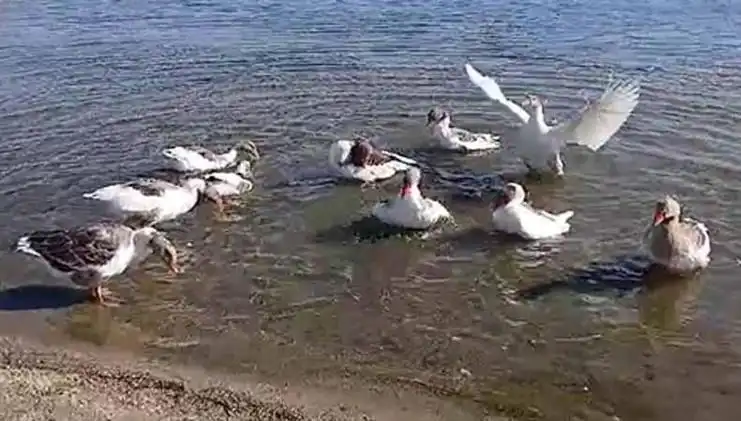 Denizde Yüzme Sezonu Sonrası Kazlar Kümese Kapandı, Mahallede Şikayetler Artıyor