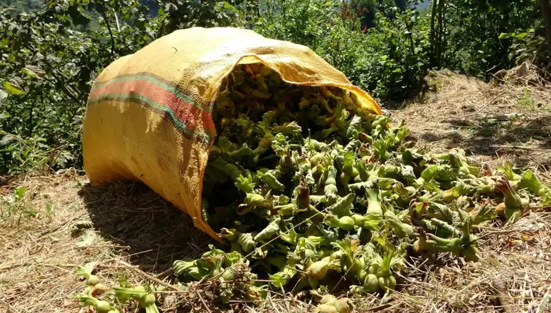 Giresun'da Fındık Hasadı Başladı: Üreticiler ve Pazar Beklentileri