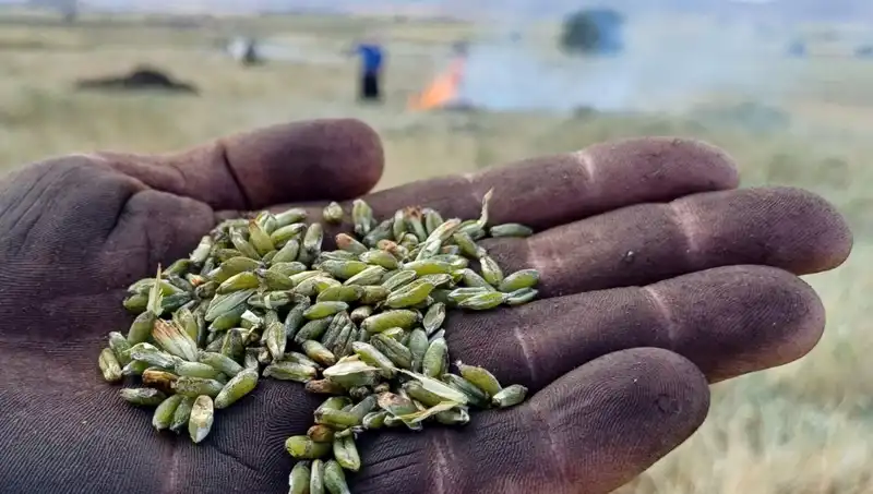 Türkiye’nin Sofralarını Şenlendiren Firik Sezonu Kapımızda