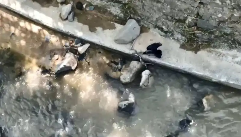 Karga ve Yılan Çarpışması: Doğanın Sırlarla Dolu Dünyası