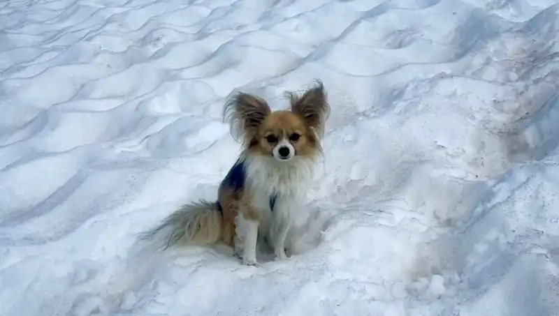 Hayvanların Sadakati: Buzul Yarığında Bir Adamı Kurtaran Kahraman Köpek