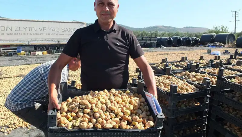 Balıkesir'de Balık Hasadı Başladı: Çin ve Rusya Pazarı Hedefleniyor