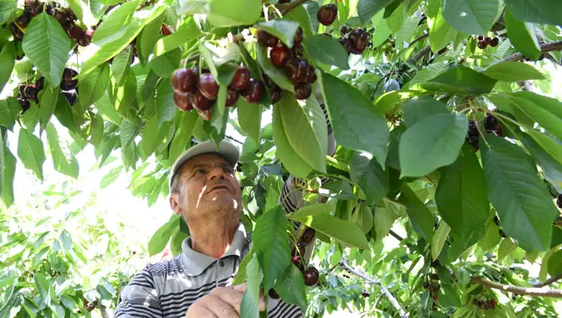 Lapseki Devi: Çay Bardağını Kapatacak Kadar Büyük Bir Mucize