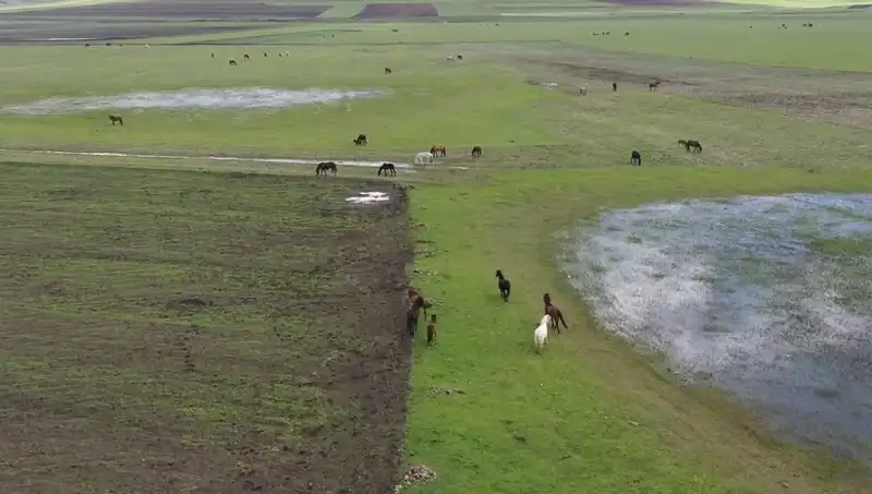 Kars'ın Büyüleyici Doğasında Yılkı Atlarının Görsel Şölene Hazır Anları