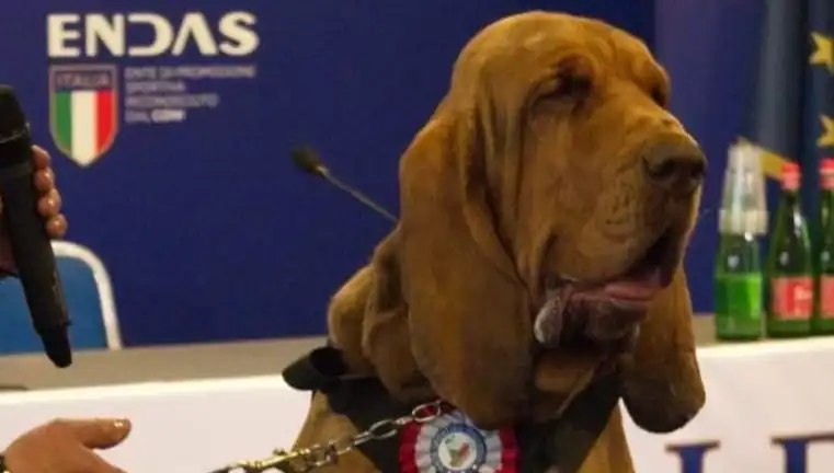 Arama Köpeğine Suikast: Çivili Sosisle Canice Öldürüldü