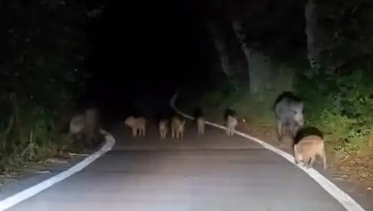 Elazığ'da Domuz Sürüsü Yolda, Vatandaşlar Şaşkın!