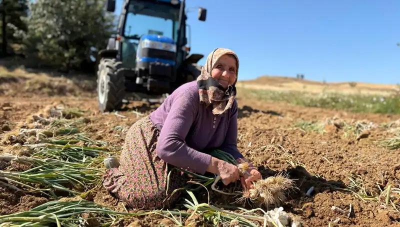 Selenyum Mucizesi: Günlük 1200 Lira ile Toplanan Değerli Bitki